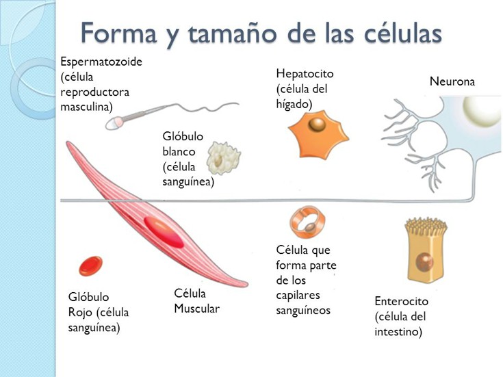 Tema 6.2 Tamaño, forma y tiempo de vida de la célula